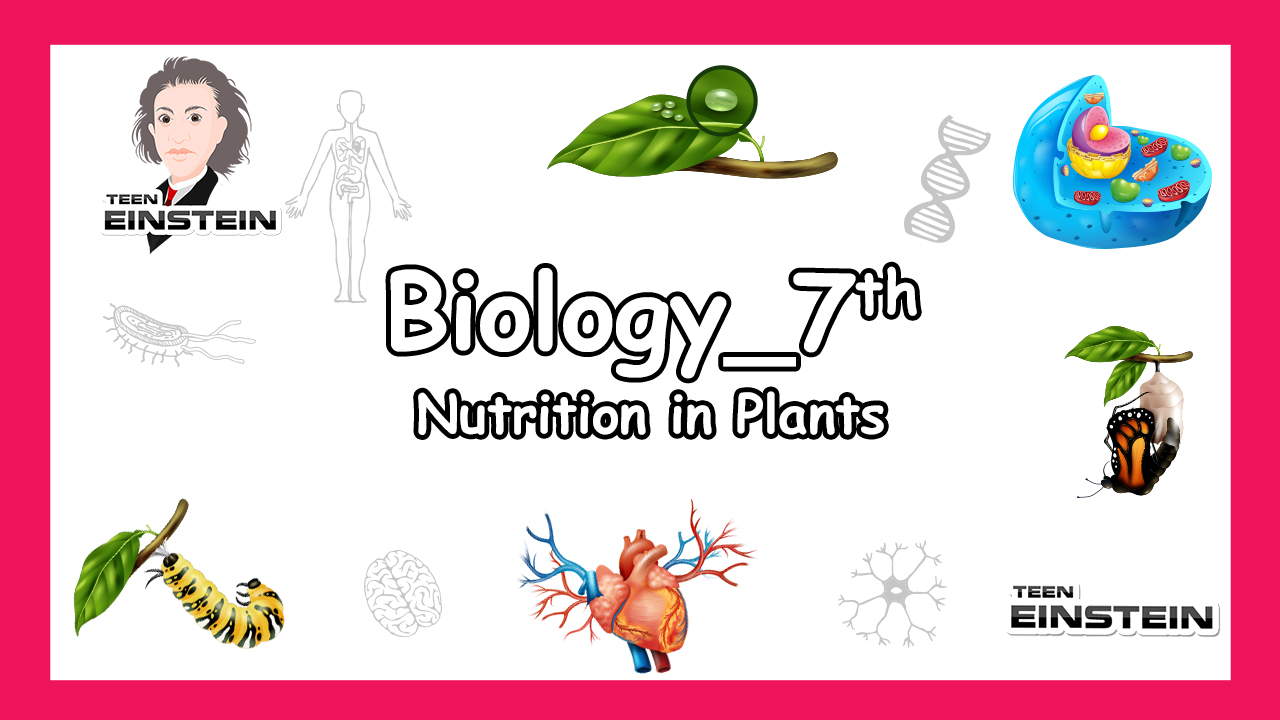 Nutrition in Plants Seventh Grade | Nutrition in Plants | Questions and Answers